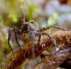 Pardosa hortensis
